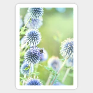 Globe thistles and a bee Sticker